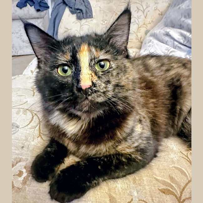 Photo of Stella