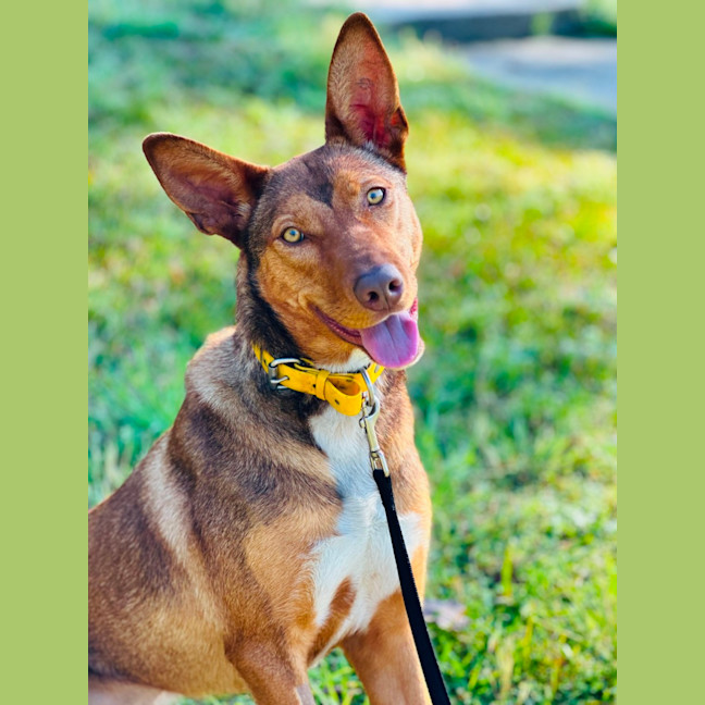 Photo of Cookie