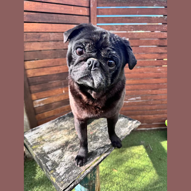 Photo of Baxter 
