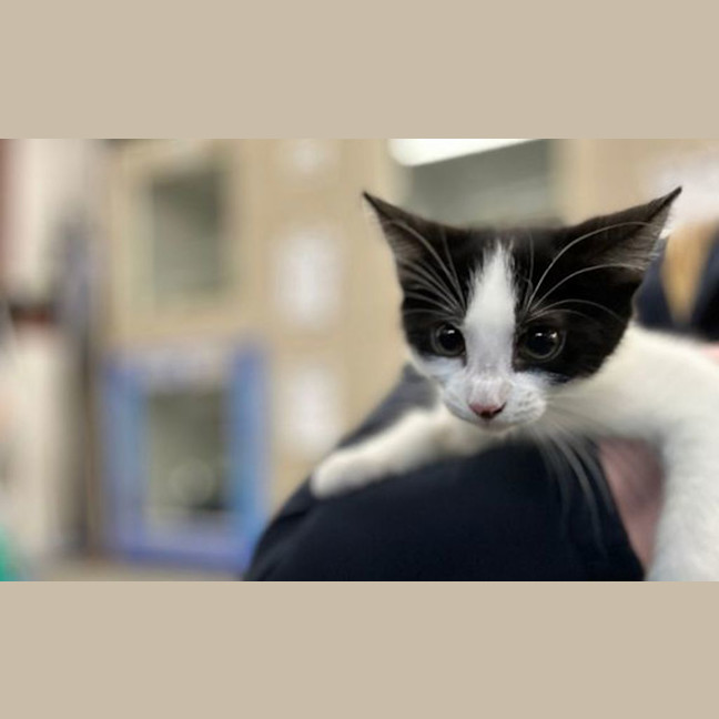 Photo of Smudge