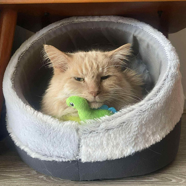 Photo of Hermes   In Foster In Preston