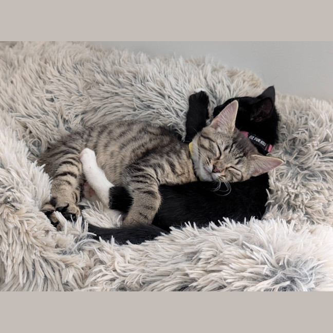 Photo of Millie & Zoe