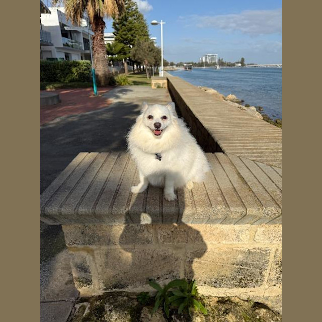 Photo of Foxy
