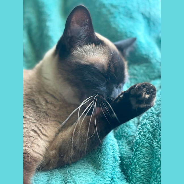 Photo of Cleo   In Foster Care In Riddells Creek