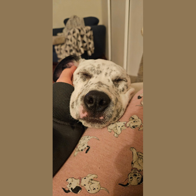 Photo of Sylvia    4 Month Old Cattle Dog
