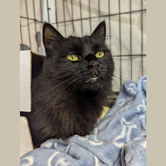 Photo of Shadow