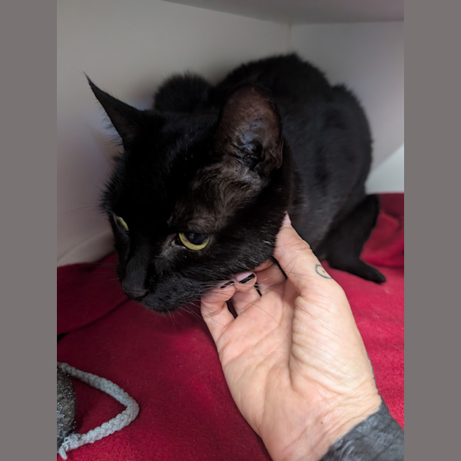 Photo of Sooty