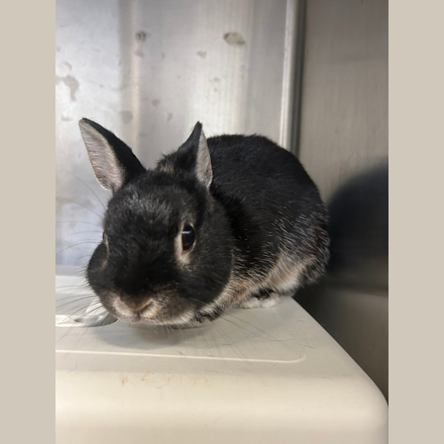 Photo of Mochi