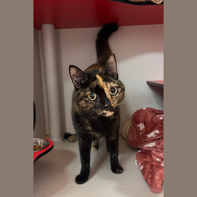 Photo of Gypsy