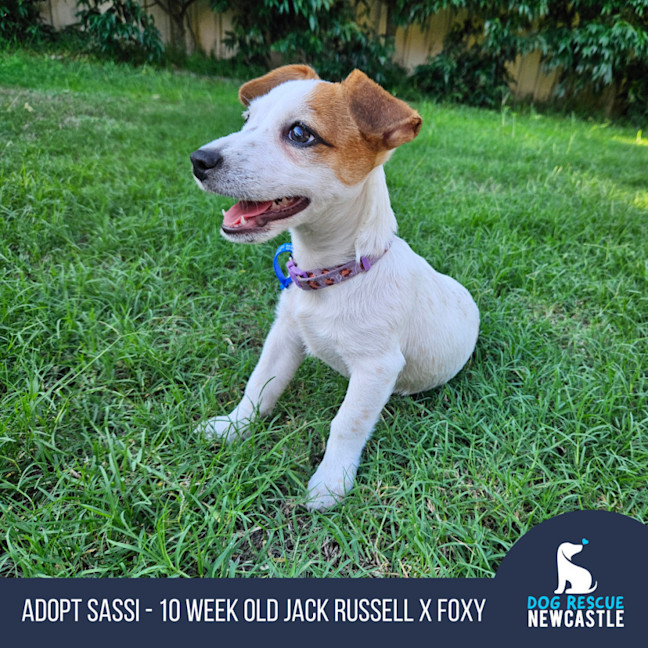 Photo of Sassi   10 Week Old Jack Russell X Fox Terrier