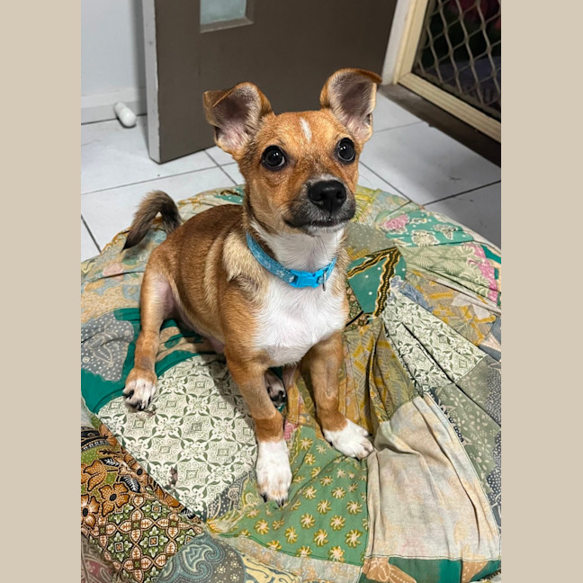 Photo of Timmy   4 Month Old Chihuahua