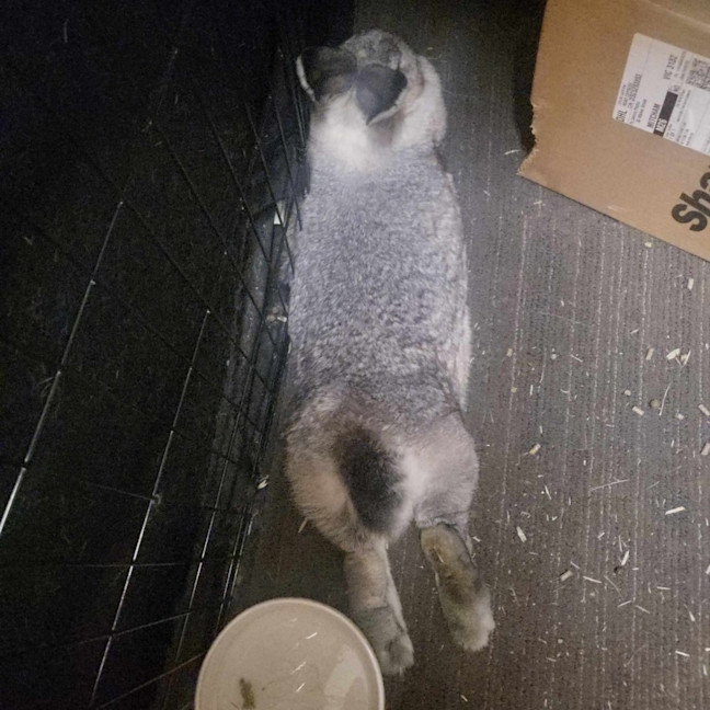 Photo of Abby Cadabby