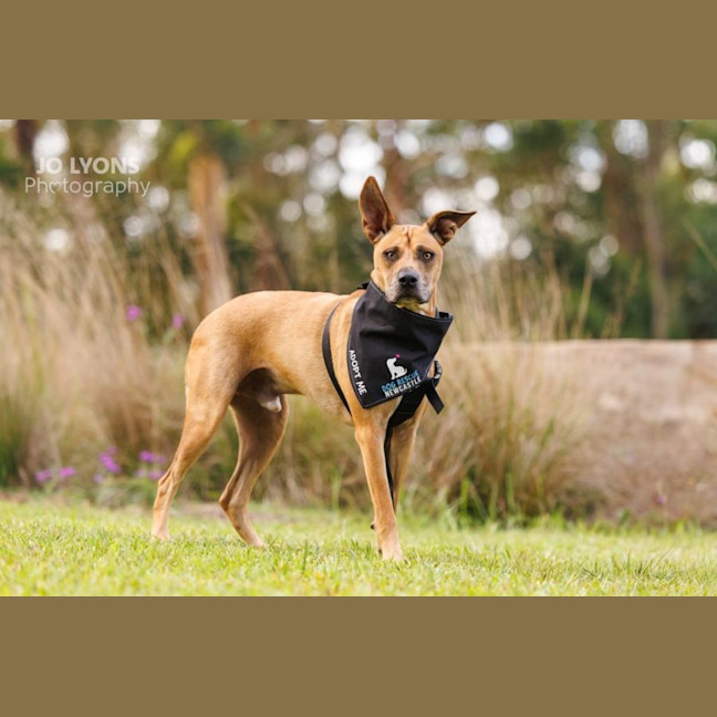 Photo of Casey   1 Year Old Kelpie X