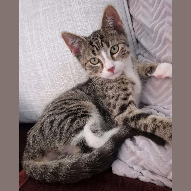 Photo of Storm Meet Me@Petstock Dandenong Store