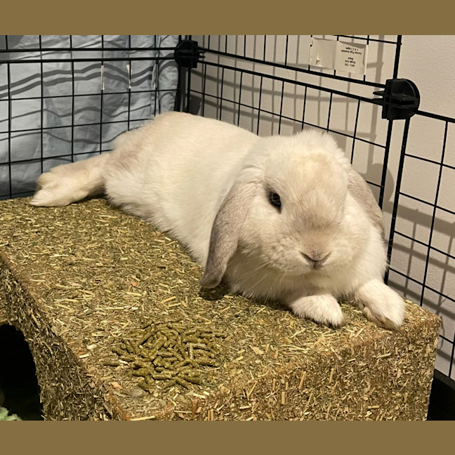 Photo of Hoptimus Prime