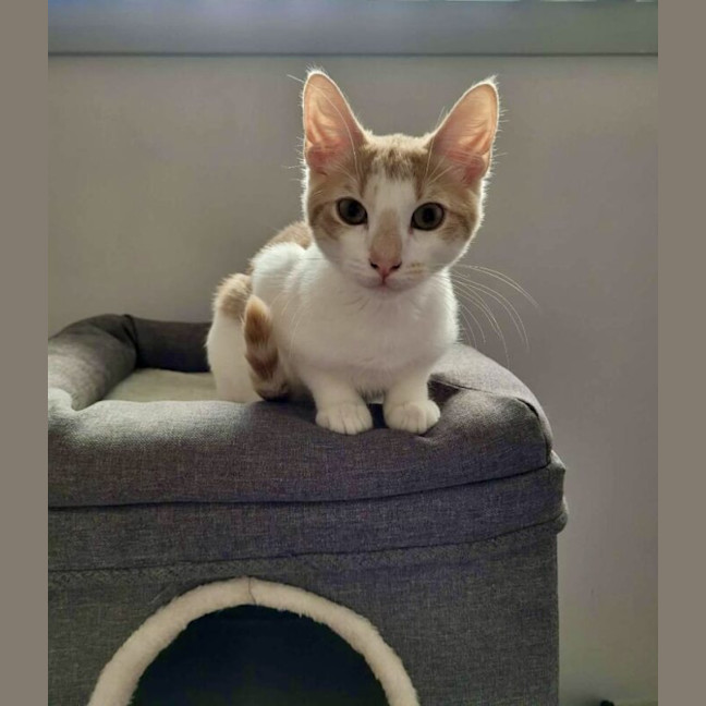 Photo of Henry