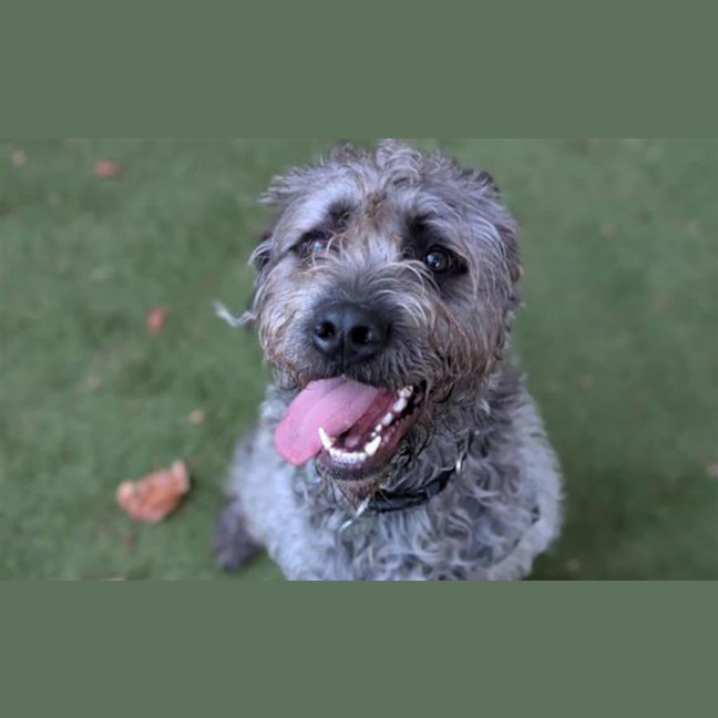 Photo of Sully