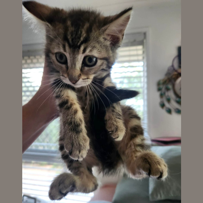 Photo of Guinness