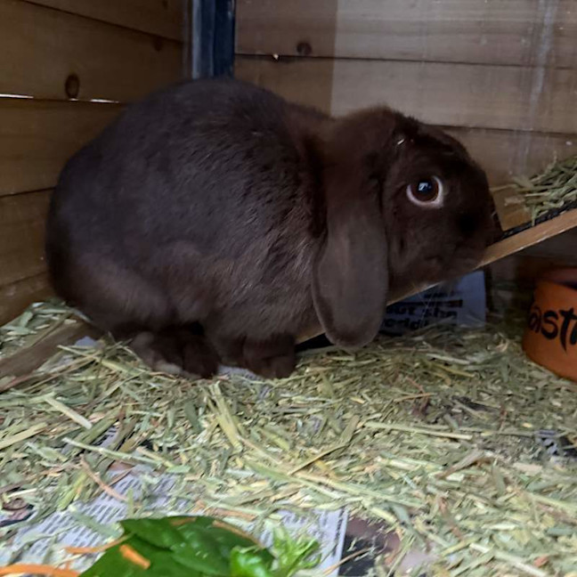 Photo of Sunny