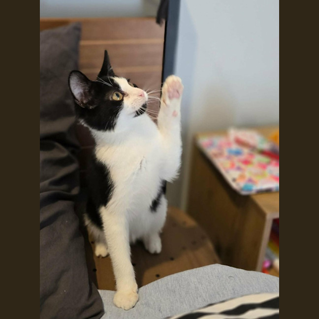 Photo of Pickle