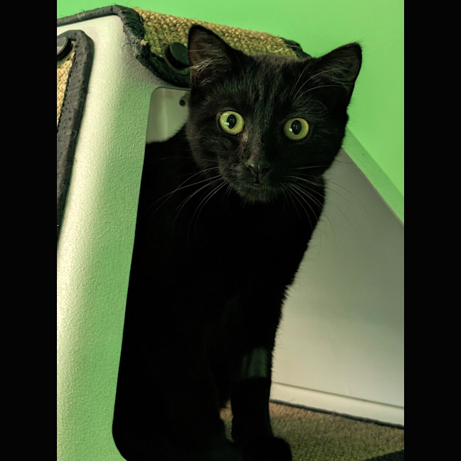 Photo of Melonpan