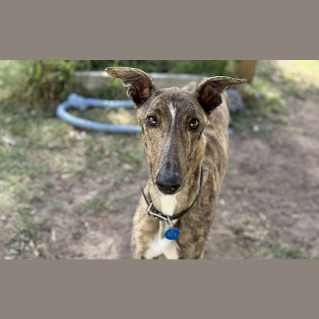Photo of Loki