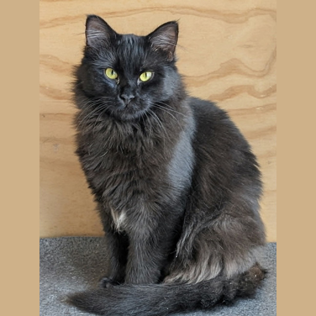 Photo of Percy *9 Lives Project Rescue*