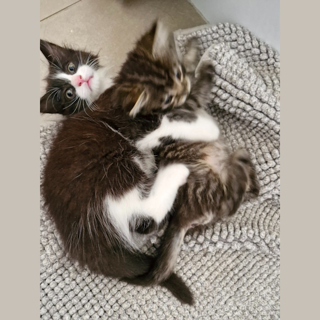 Photo of Cleo