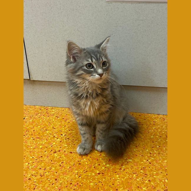 Photo of Bluebelle