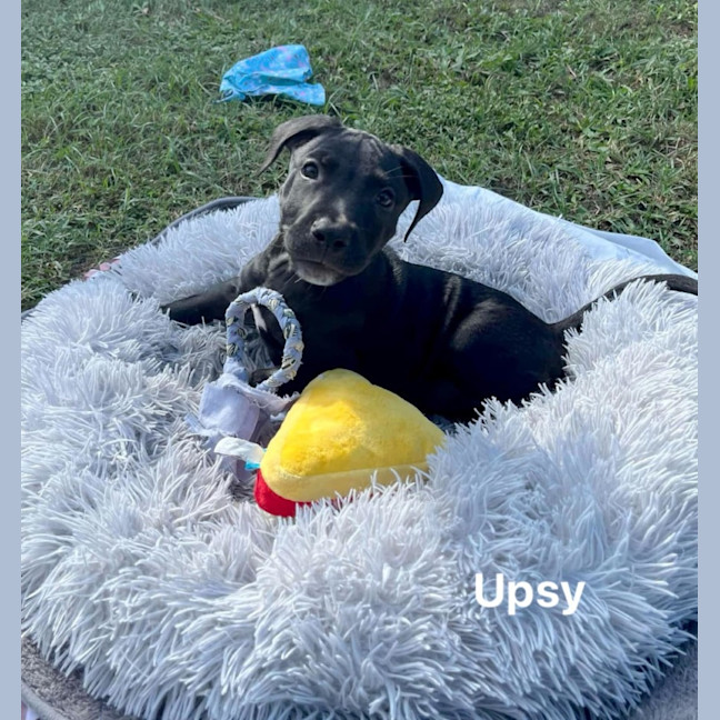 Photo of Upsy