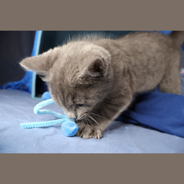 Photo of Neutron