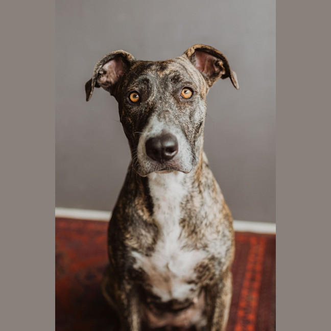 Photo of Maisy *$350 Adoption Fee*