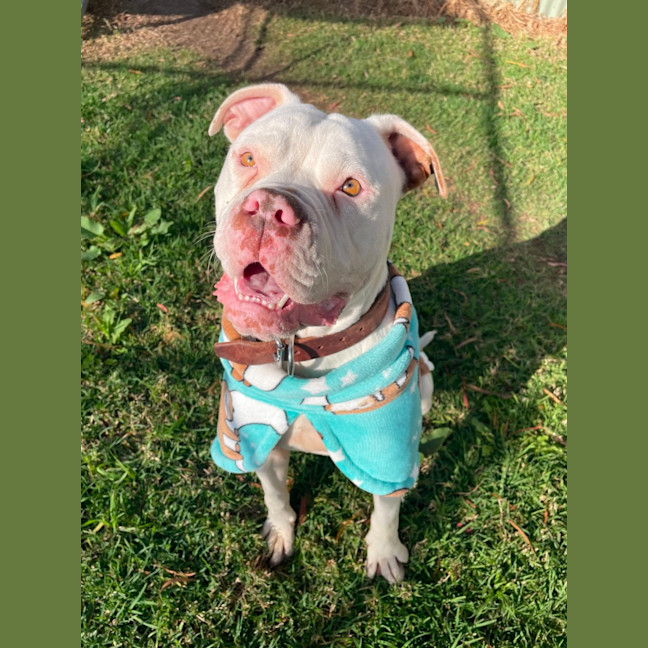 Photo of Goose