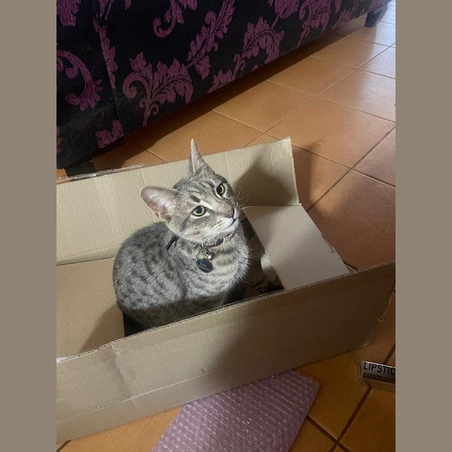 Photo of Zoodle Now Ripley