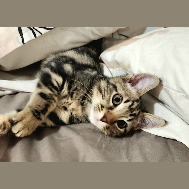 Photo of Mister Mason Munchy 