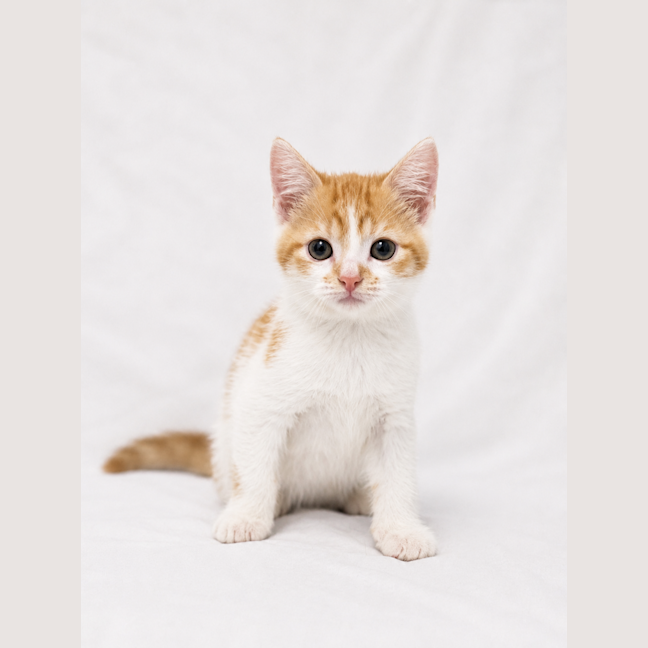 Photo of Marmalade And Cinnamon