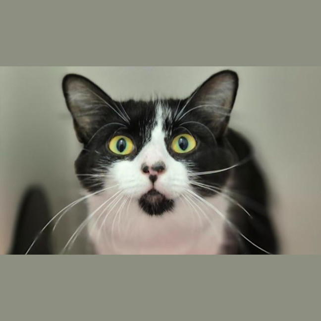 Photo of Cleo