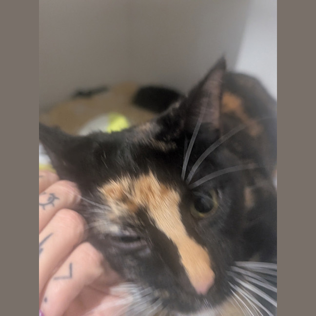 Photo of Brownie
