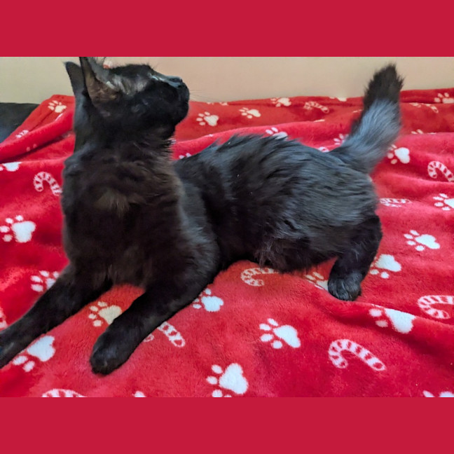 Photo of Biscuit 