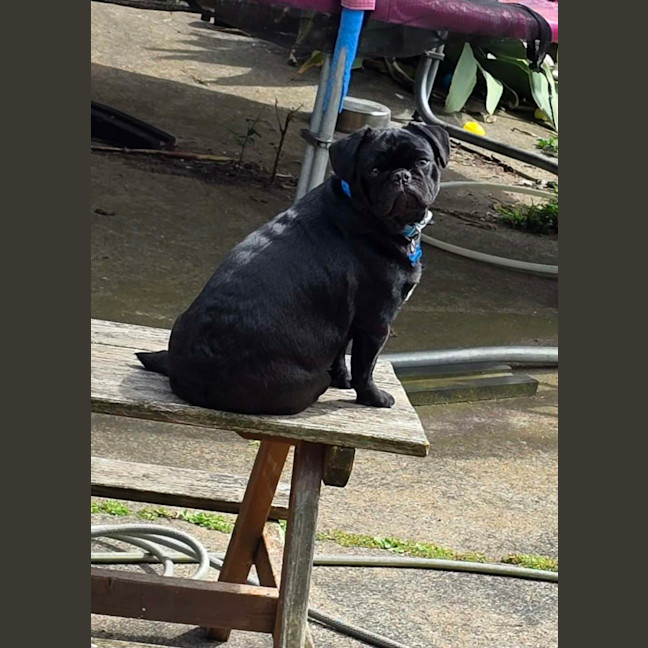 Photo of Chester