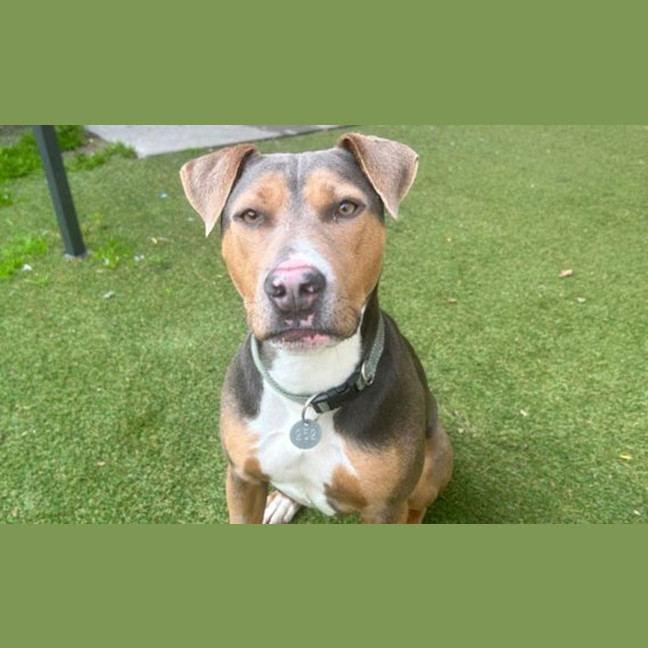 Photo of Daisy
