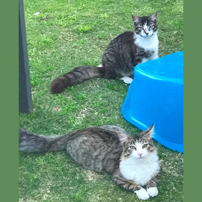 Photo of Cuddles And Sweetness