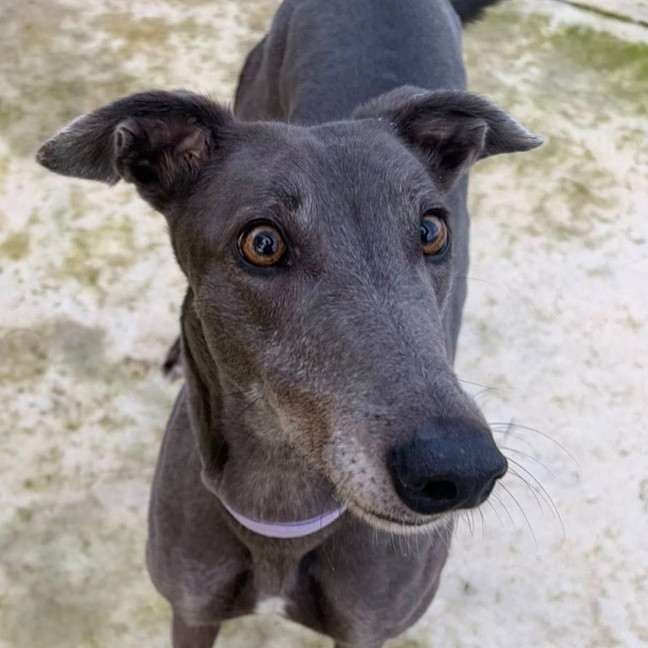 Photo of Megan The Greyhound