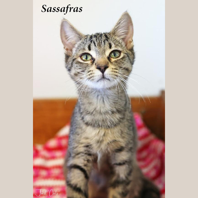 Photo of Sassafras