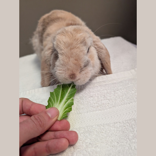 Photo of Hoptimus Prime