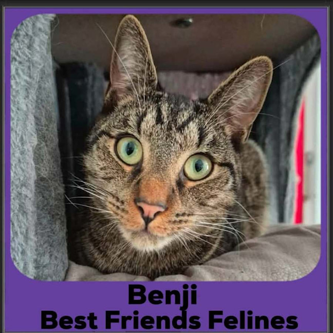 Photo of Benji 