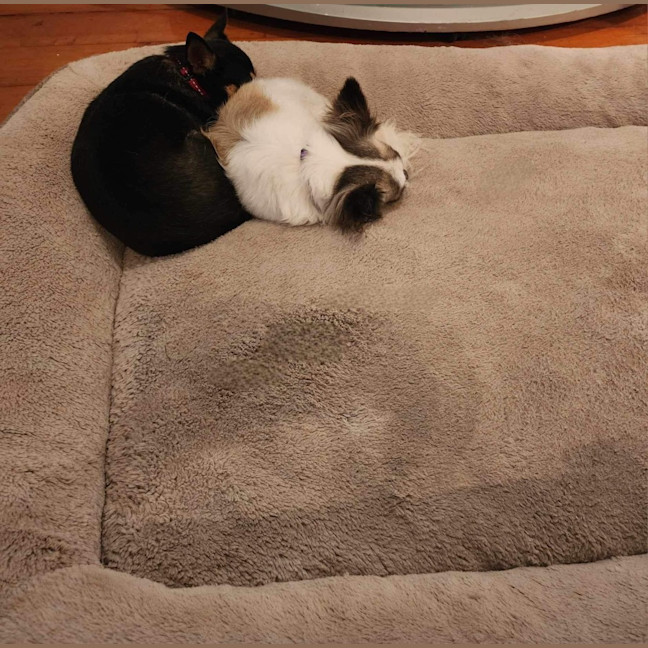 Photo of Meeka And Nugget