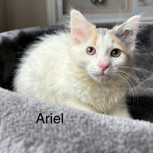 Photo of Ariel