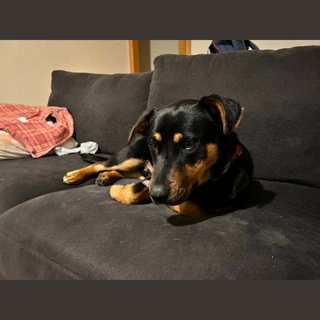 Photo of Louie