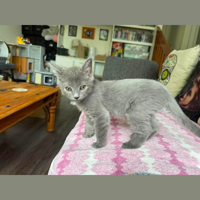 Photo of Crinkle **2nd Chance Cat Rescue**